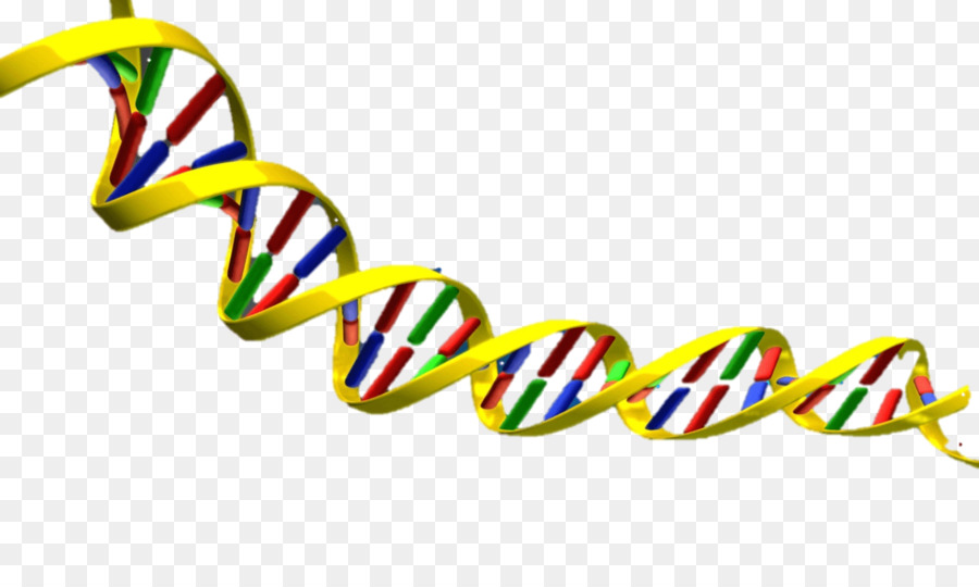 Detail Dna Struktur Nomer 3