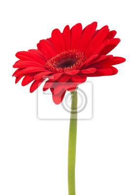 Detail Gerbera Katzen Nomer 5