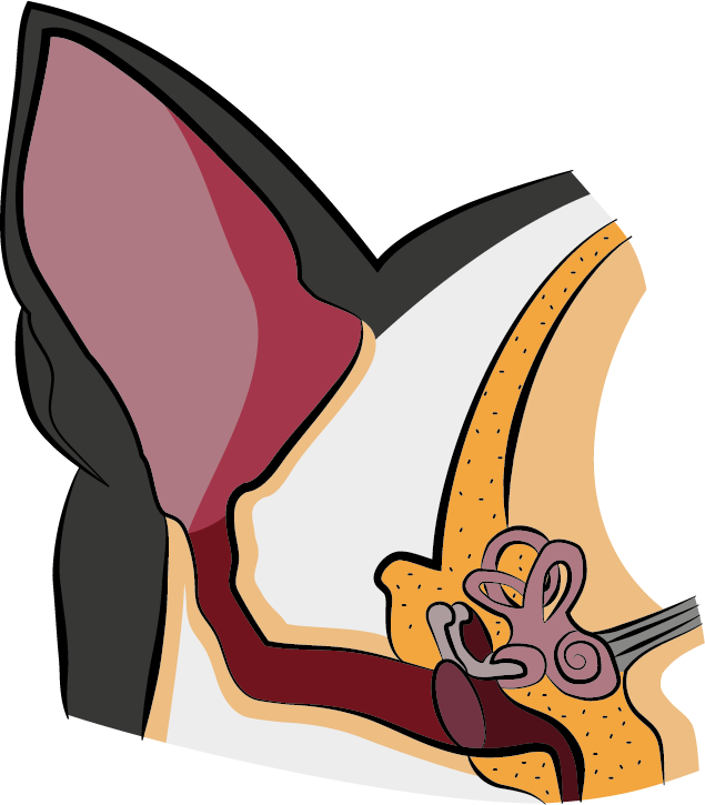 Detail Katzenohr Anatomie Nomer 2