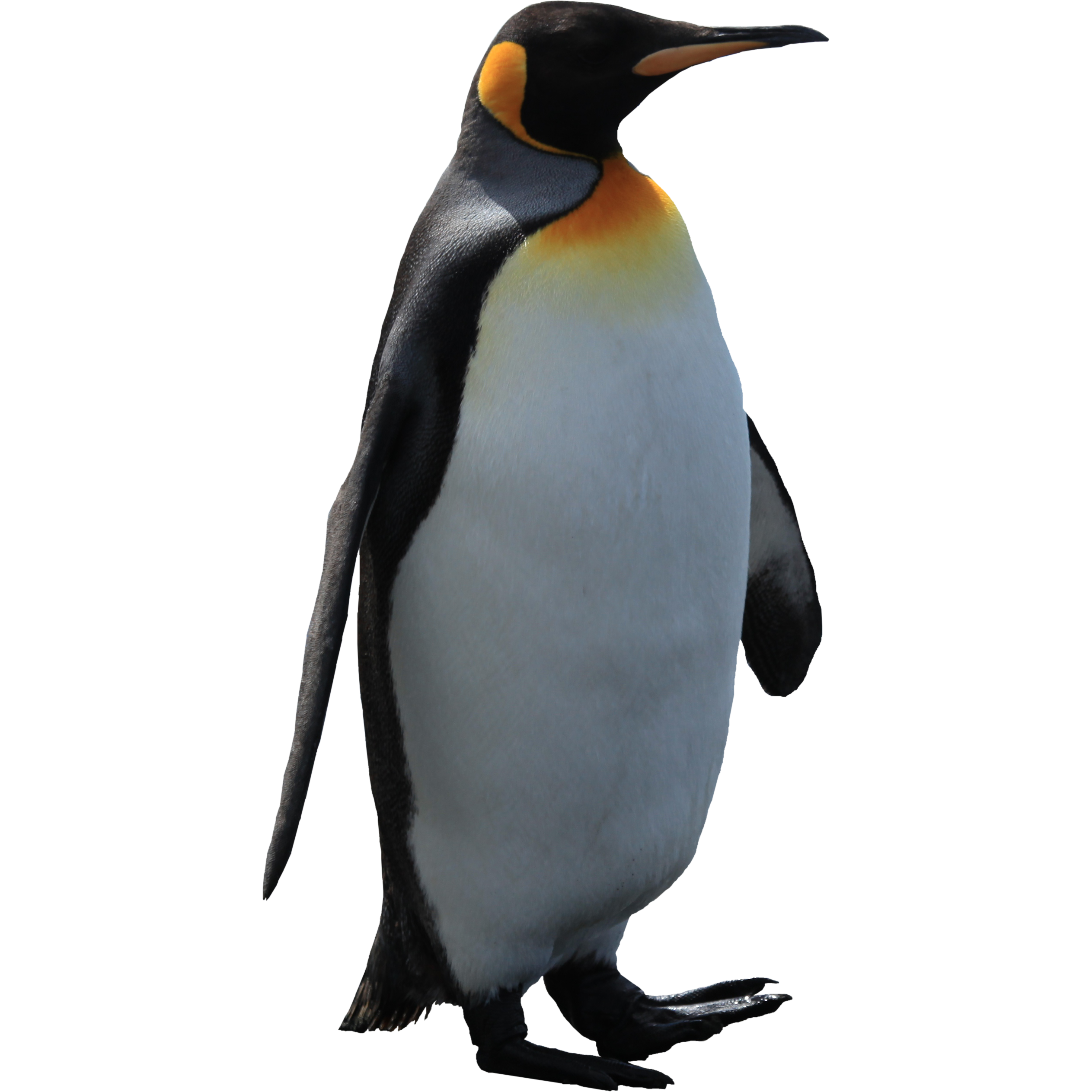 Pinguin Png - KibrisPDR