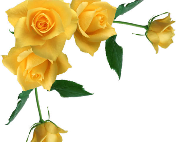 Detail Yellow Rose Frame Nomer 2