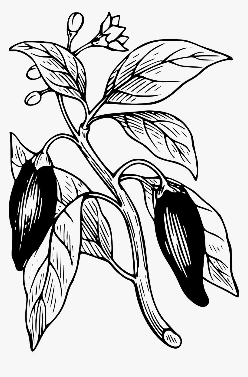 Detail Chilli Drawing Nomer 21