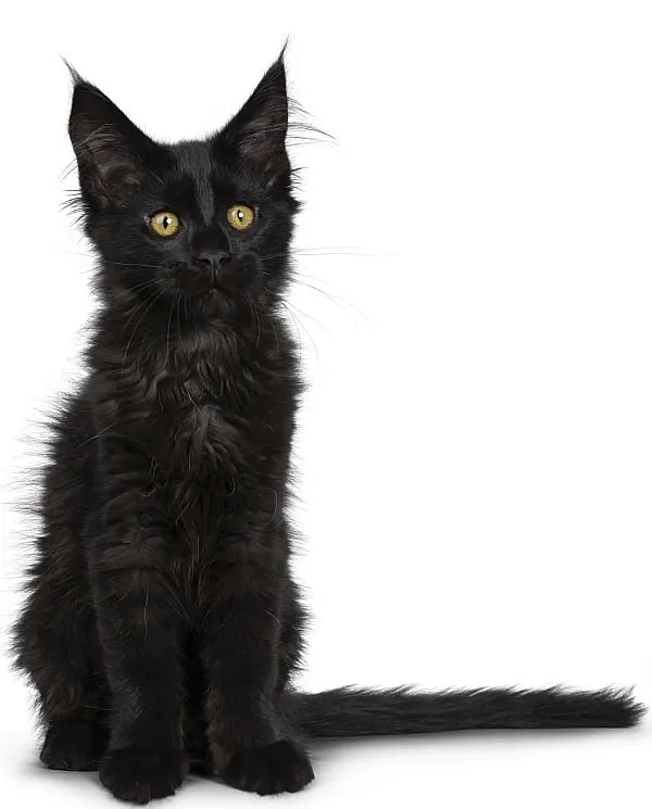 Detail Maine Coon Bilder Nomer 5