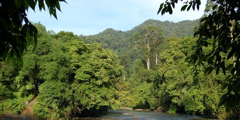 Detail Hutan Alam Adalah Nomer 10