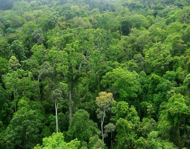 Detail Hutan Alam Adalah Nomer 8