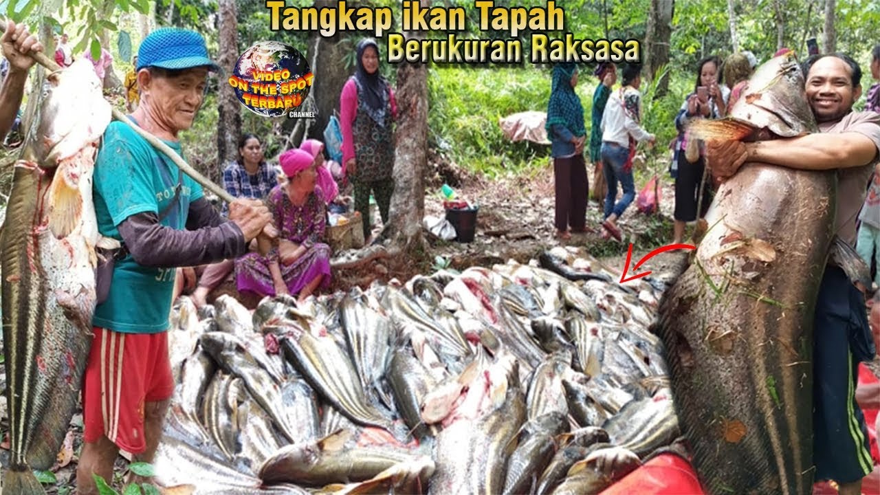 Detail Ikan Tapa Raksasa Nomer 46