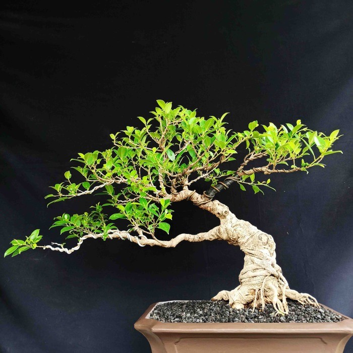 Detail Inspirasi Gaya Bonsai Nomer 14