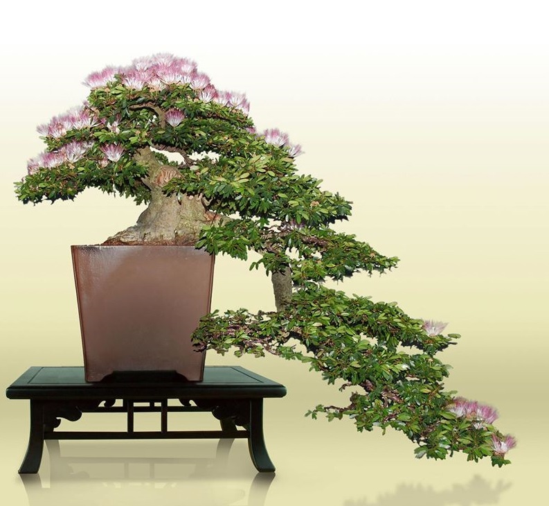 Detail Inspirasi Gaya Bonsai Nomer 15