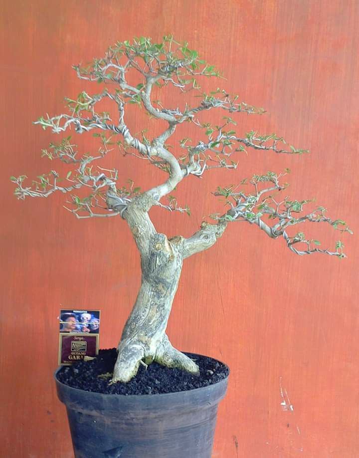 Detail Inspirasi Gaya Bonsai Nomer 19