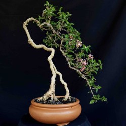 Detail Inspirasi Gaya Bonsai Nomer 21