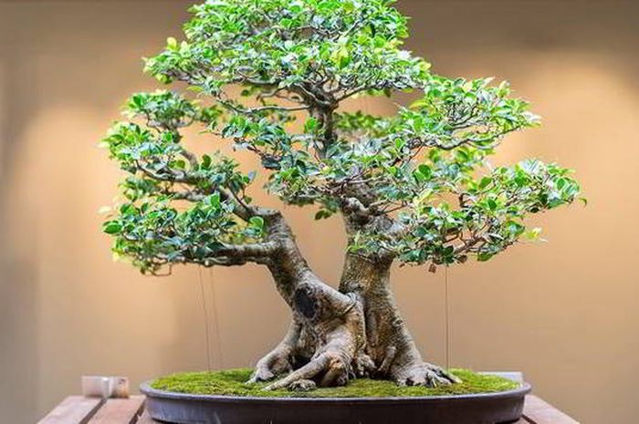 Detail Inspirasi Gaya Bonsai Nomer 32