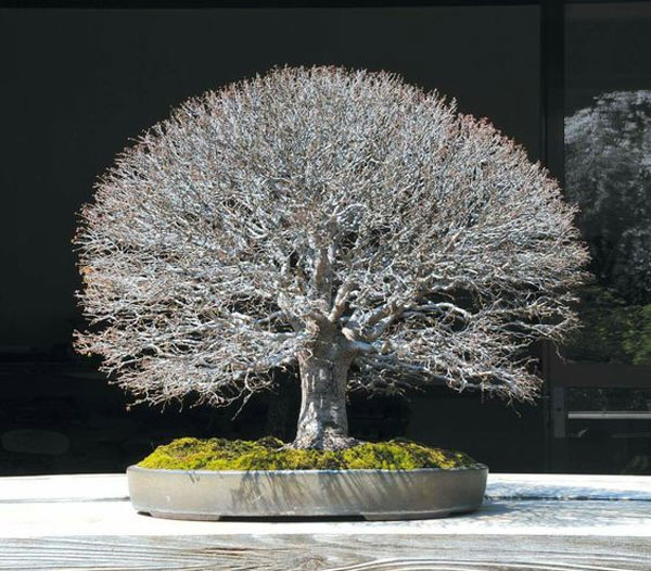 Detail Inspirasi Gaya Bonsai Nomer 33