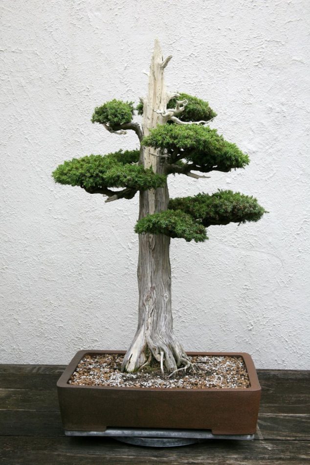 Detail Inspirasi Gaya Bonsai Nomer 34