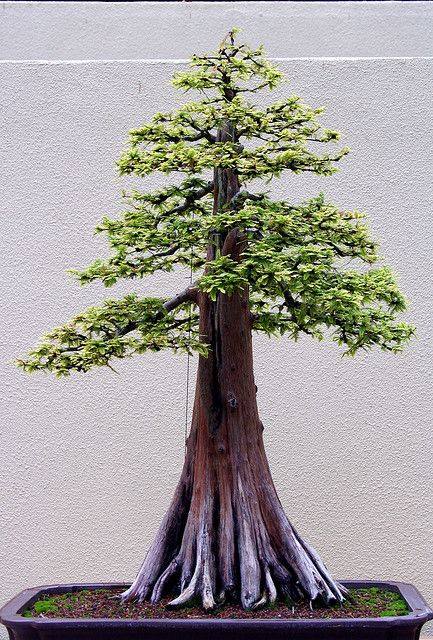 Detail Inspirasi Gaya Bonsai Nomer 7