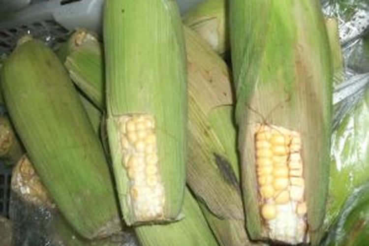 Detail Jagung Untuk Cacar Air Nomer 34