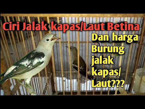 Detail Jalak Kapas Jantan Nomer 15