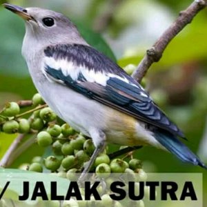 Detail Jalak Kapas Jantan Nomer 32