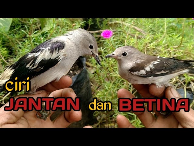 Detail Jalak Kapas Jantan Dan Betina Nomer 4