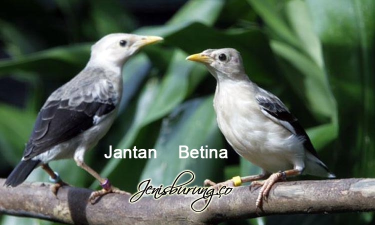 Detail Jalak Kapas Jantan Dan Betina Nomer 42