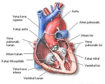 Detail Jantung Bahasa Inggris Nomer 8