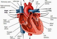 Detail Jantung Bahasa Inggris Nomer 5