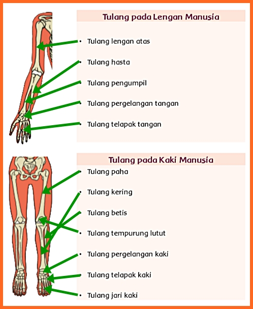 Detail Jawaban Buku Tema 1 Kelas 5 Nomer 36