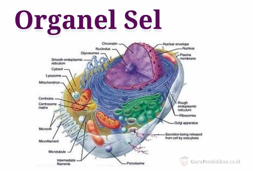 Detail Jelaskan Ciri Dan Fungsi Organel Pada Gambar Di Atas Nomer 4