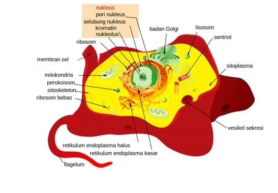 Detail Jelaskan Ciri Dan Fungsi Organel Pada Gambar Di Atas Nomer 14