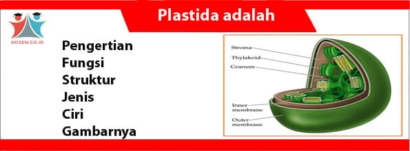 Detail Jelaskan Ciri Dan Fungsi Organel Pada Gambar Di Atas Nomer 41