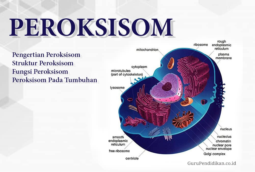 Detail Jelaskan Ciri Dan Fungsi Organel Pada Gambar Di Atas Nomer 47