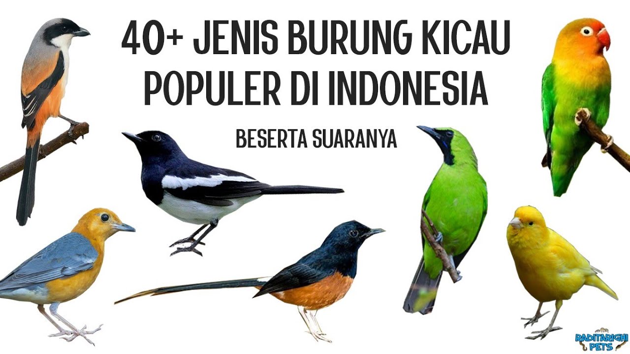 Jenis Burung Di Indonesia Beserta Gambar - KibrisPDR