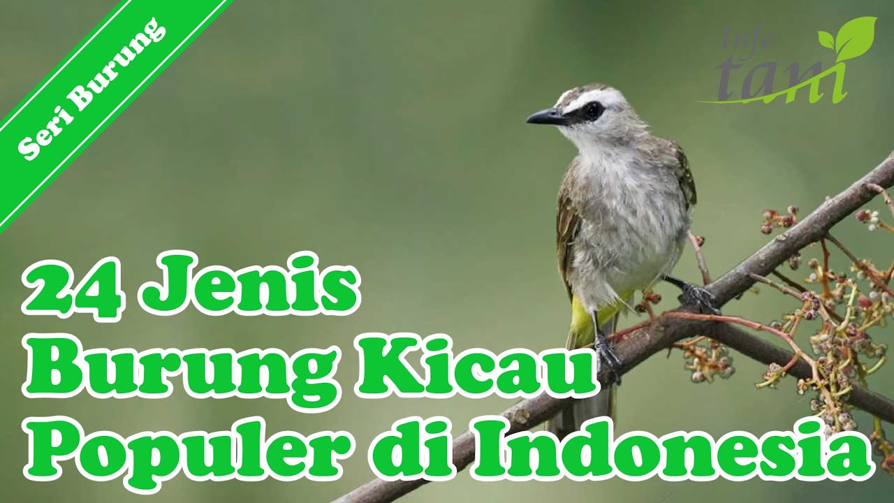 Detail Jenis Burung Di Indonesia Beserta Gambar Nomer 16