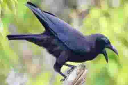 Detail Jenis Burung Di Indonesia Beserta Gambar Nomer 17