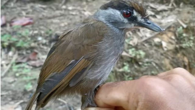 Detail Jenis Burung Di Indonesia Beserta Gambar Nomer 22