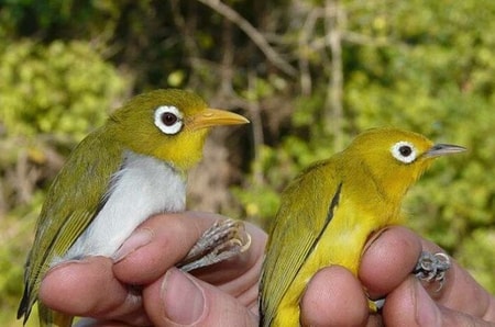 Detail Jenis Burung Di Indonesia Beserta Gambar Nomer 24