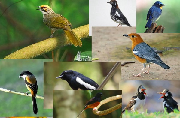Detail Jenis Burung Di Indonesia Beserta Gambar Nomer 29