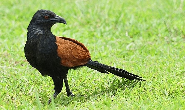 Detail Jenis Burung Di Indonesia Beserta Gambar Nomer 30