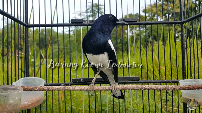 Detail Jenis Burung Di Indonesia Beserta Gambar Nomer 36
