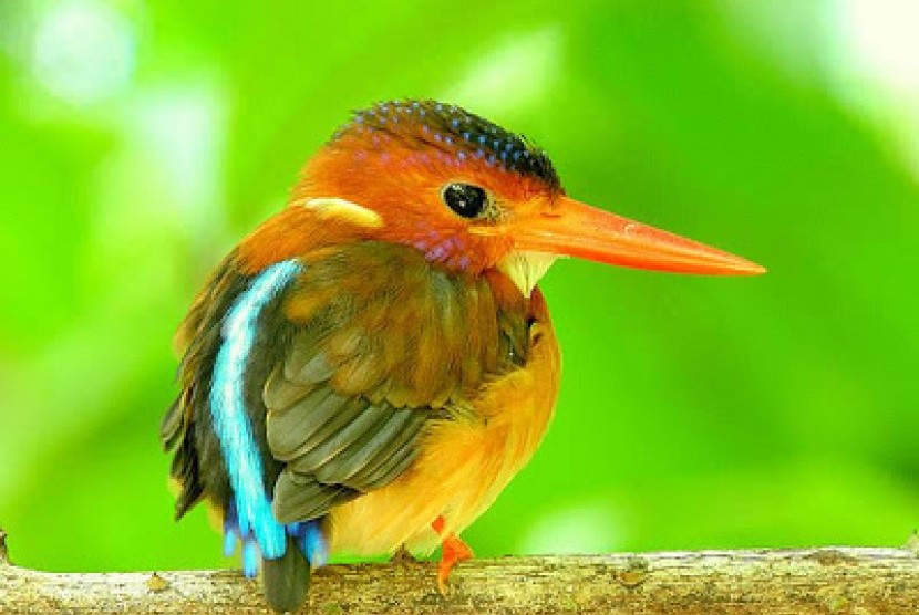 Detail Jenis Burung Di Indonesia Beserta Gambar Nomer 5