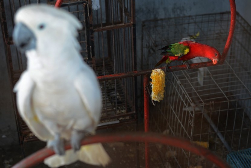 Detail Jenis Burung Di Indonesia Beserta Gambar Nomer 42