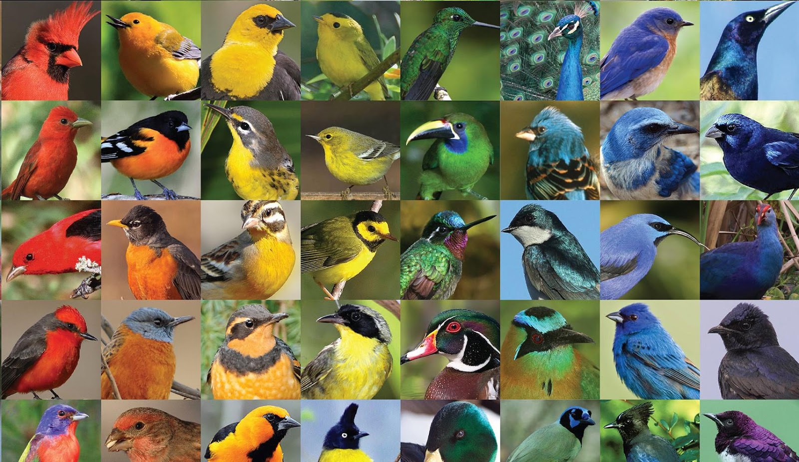 Detail Jenis Burung Di Indonesia Beserta Gambar Nomer 9