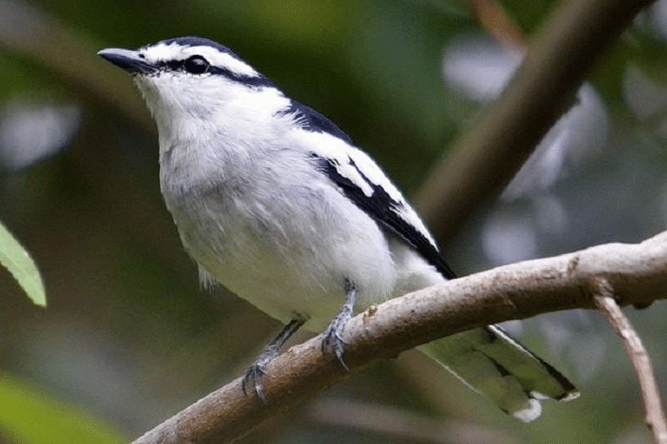 Jenis Burung Kapasan - KibrisPDR