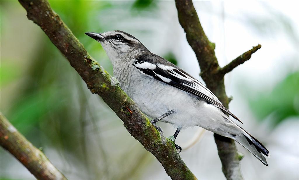 Detail Jenis Burung Kapasan Nomer 2