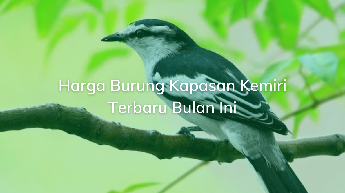 Detail Jenis Burung Kapasan Nomer 10