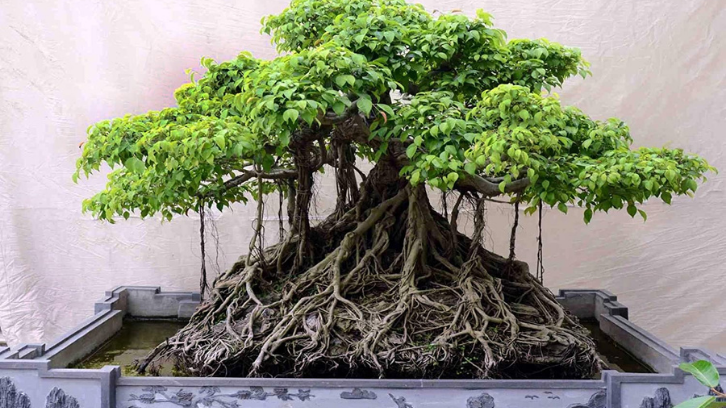 Detail Jenis Ficus Untuk Bonsai Nomer 13