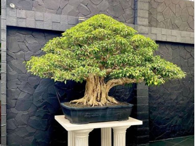 Detail Jenis Ficus Untuk Bonsai Nomer 3