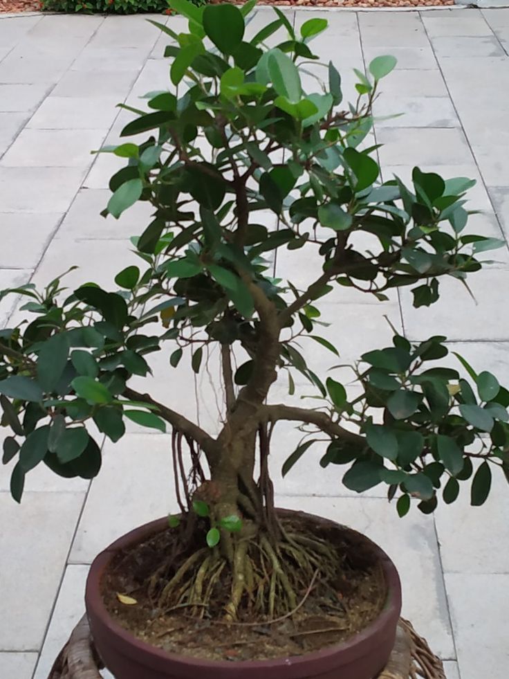 Detail Jenis Ficus Untuk Bonsai Nomer 19