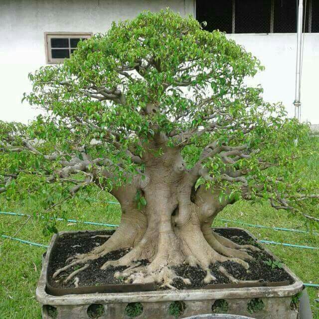 Detail Jenis Ficus Untuk Bonsai Nomer 22