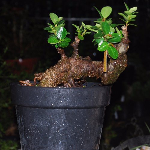 Detail Jenis Ficus Untuk Bonsai Nomer 23