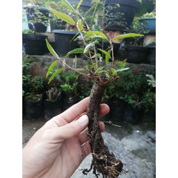 Detail Jenis Ficus Untuk Bonsai Nomer 24